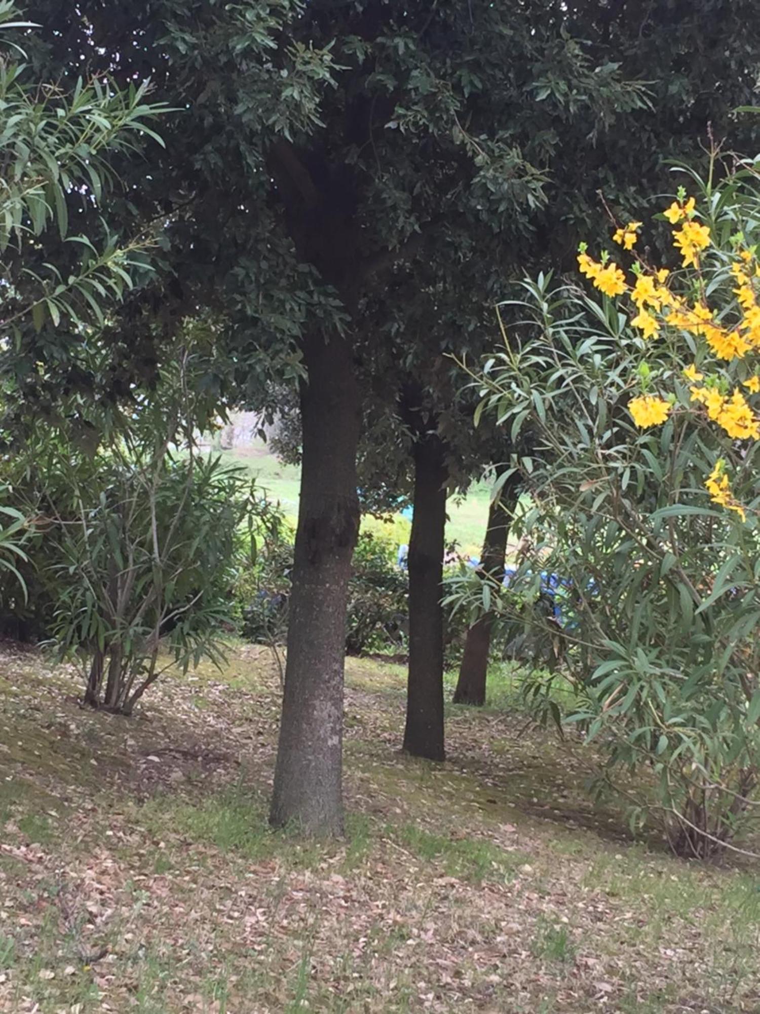 Appartamento Dell Agriturismo Pane E Olio 托迪 外观 照片