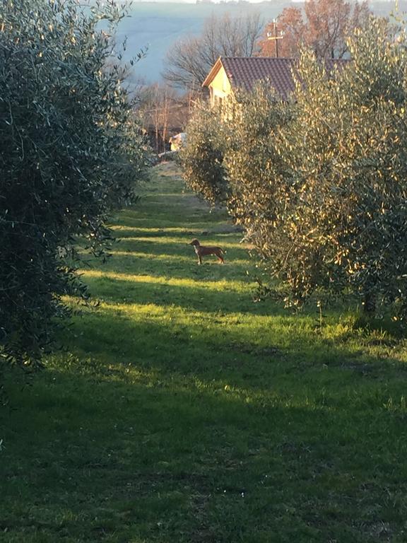 Appartamento Dell Agriturismo Pane E Olio 托迪 外观 照片